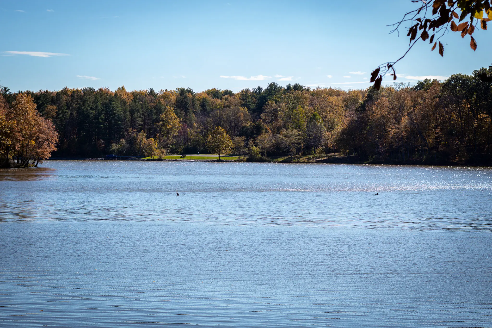 A Blue Heron on Stonelick Lake at Stonelick State Park