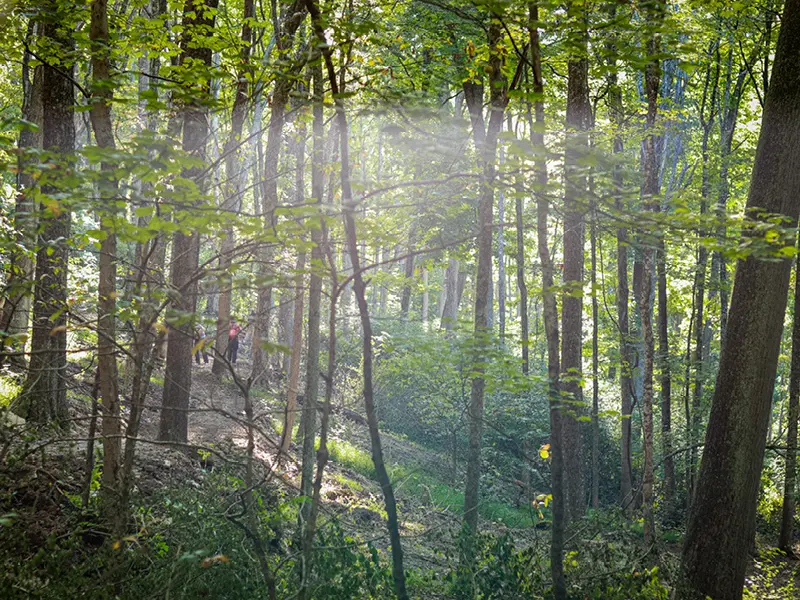 Goltra Preserve Trail Day Photo